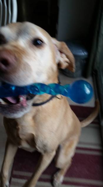 11698492_10153499569579917_7040430751067401872_n