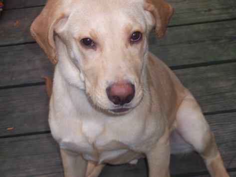 12366329_10154097950599917_9144728480127285041_n