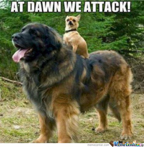 12919788_10154128249099917_400665459937895267_n